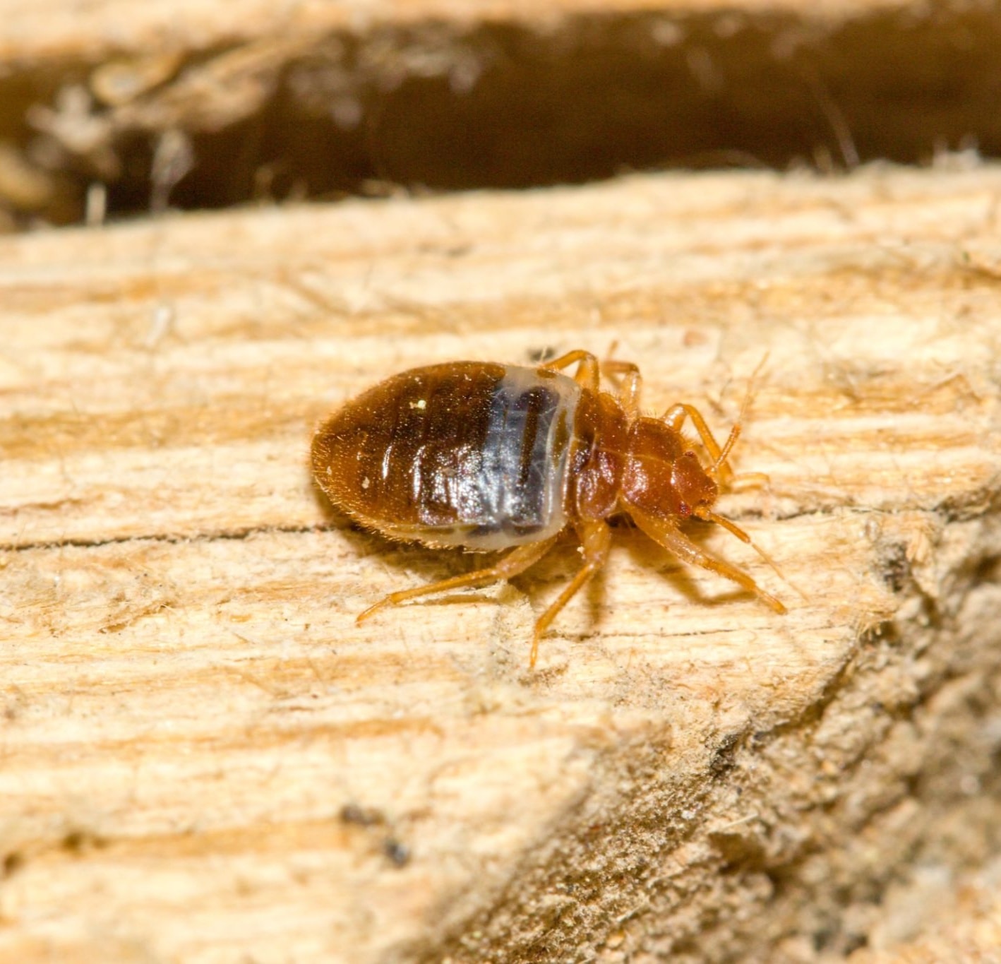 Bed Bugs